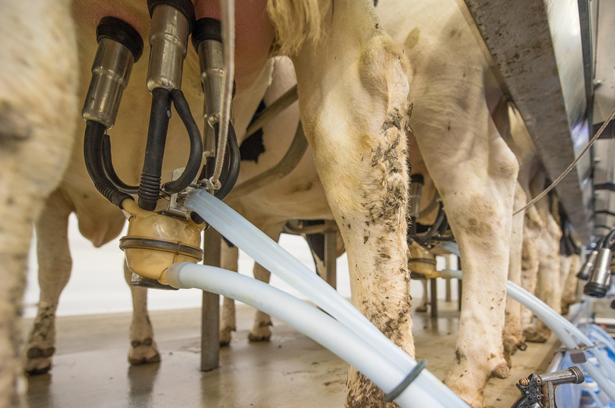 Animal Husbandry Course