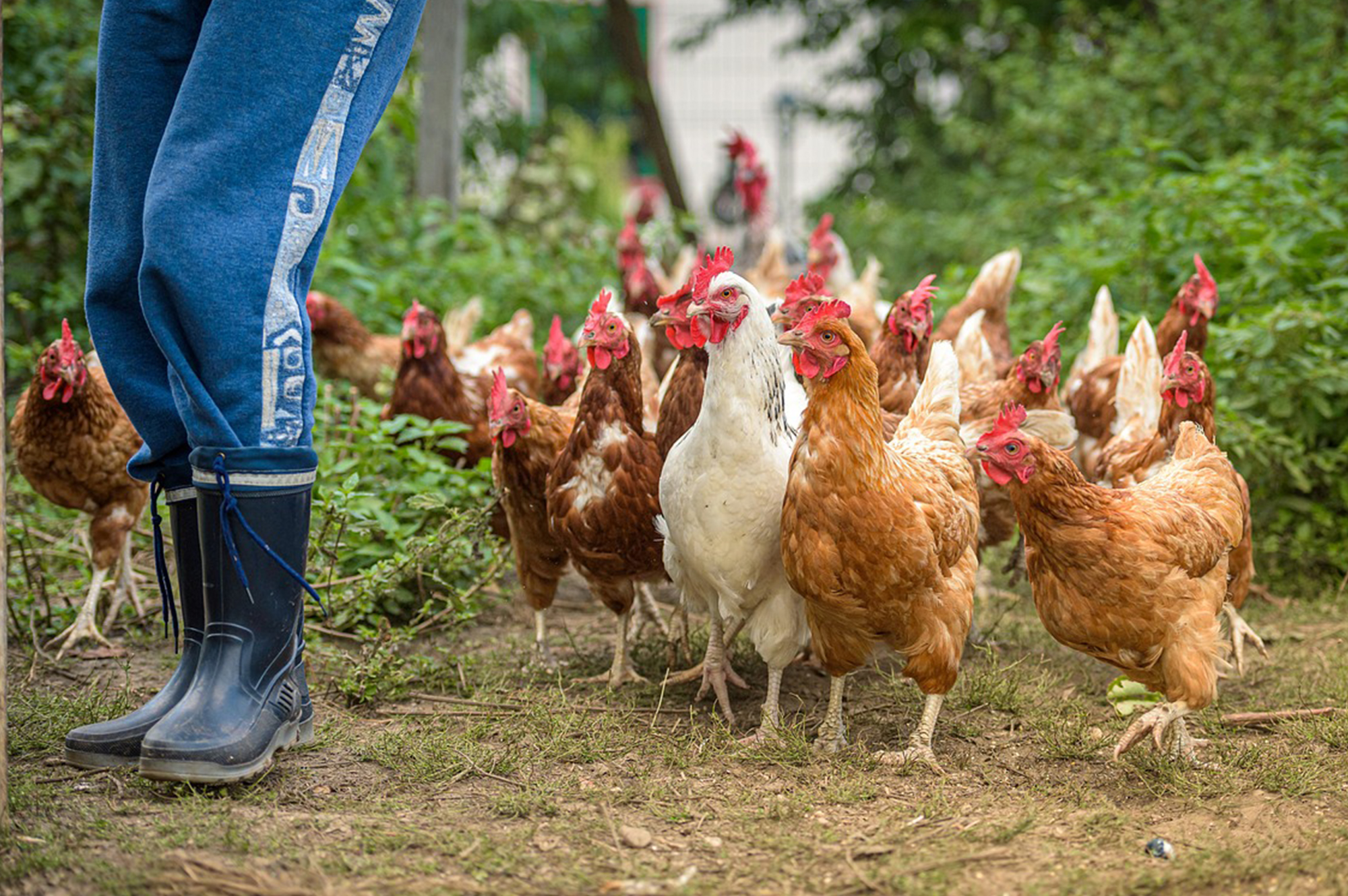 Poultry Farming & Horticulture Course